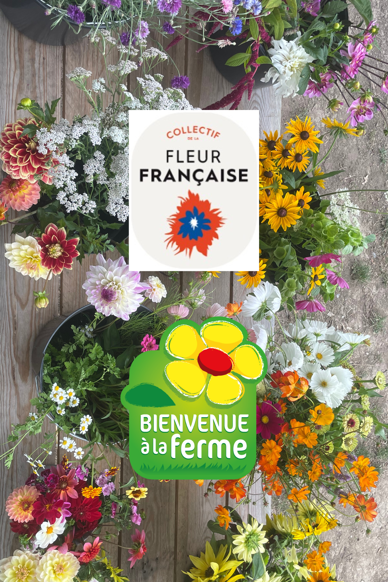 photo fleurs collectif et BAF Collectif de la fleur française et Bienvenue à la Ferme